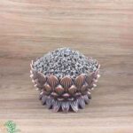 گیاه پنج انگشت