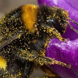 پولن زنبور عسل (گرده گل)