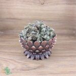 افنان سر برای درمان ناباروری