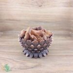 بسباسه (گل جوز) درجه یک سید عطار