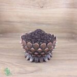 دانه اسپند(اسفند) سید عطار با کیفیت