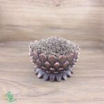 انیسون شیرین سید عطار