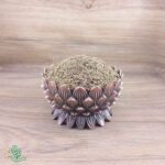 گیاه گندواش اعلاء و درجه یک سید عطار