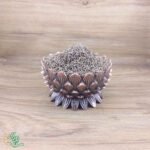 تخم هویج فرنگی