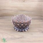 تخم قدومه شیرازی اعلاء و درجه یک سید عطار