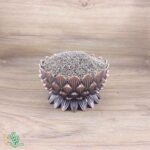 زنیان-(-انیسون-تلخ-)-سید-عطار