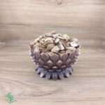 سنبل ختایی ( آنژلیک ) درجه یک و ناب سید عطار