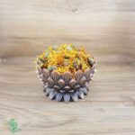 گیاه داروی گل همیشه بهار سید عطار